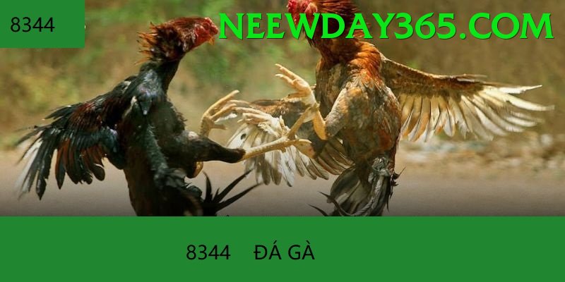 Đá Gà Trực Tiếp - st666