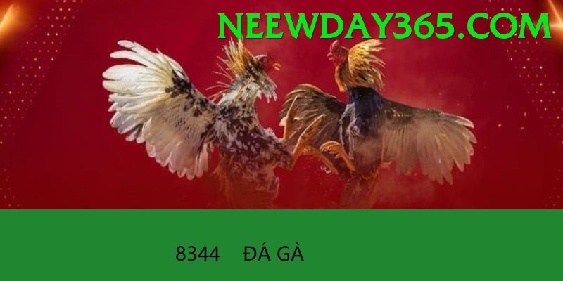 Đá Gà Trực Tiếp - Trải nghiệm tuyệt vời